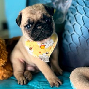 pug