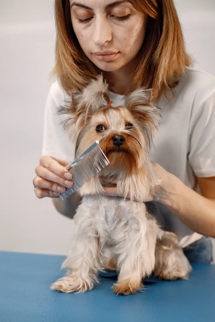 cuidando de um cachorro hipoalergenico para evitar alergias
