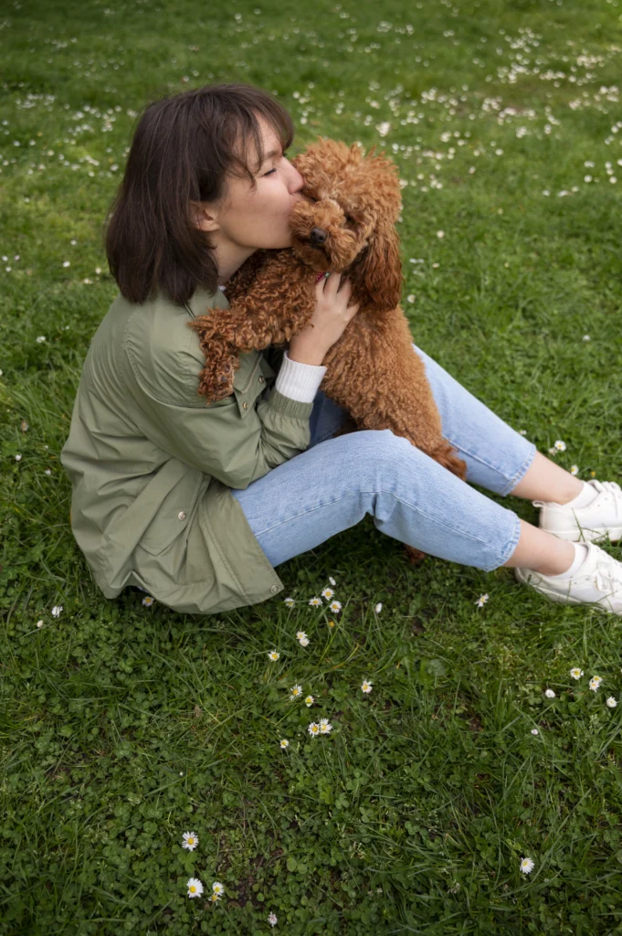 Poodle toy de pelo cacheado, raça hipoalergênica para pessoas alérgicas