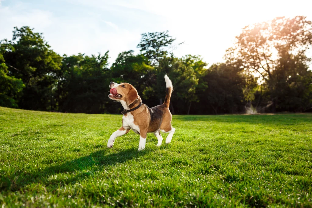 cão beagle brincando no parque barigui em curitiba