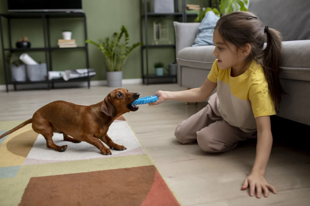Filhote de raça pequena brincando em um ambiente interno com brinquedos coloridos.