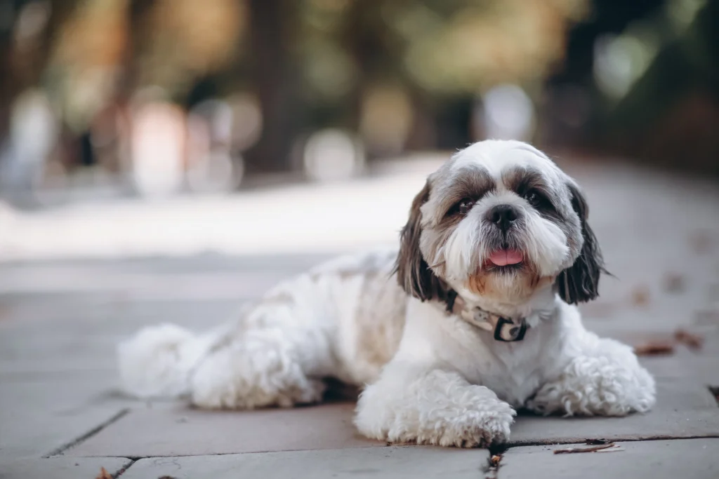 Shih Tzu em um parque curitibano, destacando raças pequenas e populares na cidade