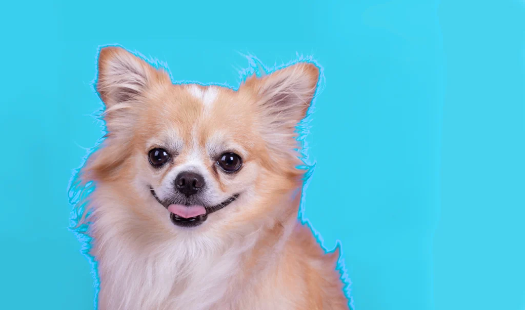 Chihuahua sentado olhando para a camera