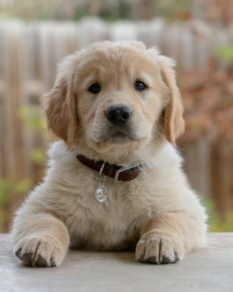 filhote de golden retriever 