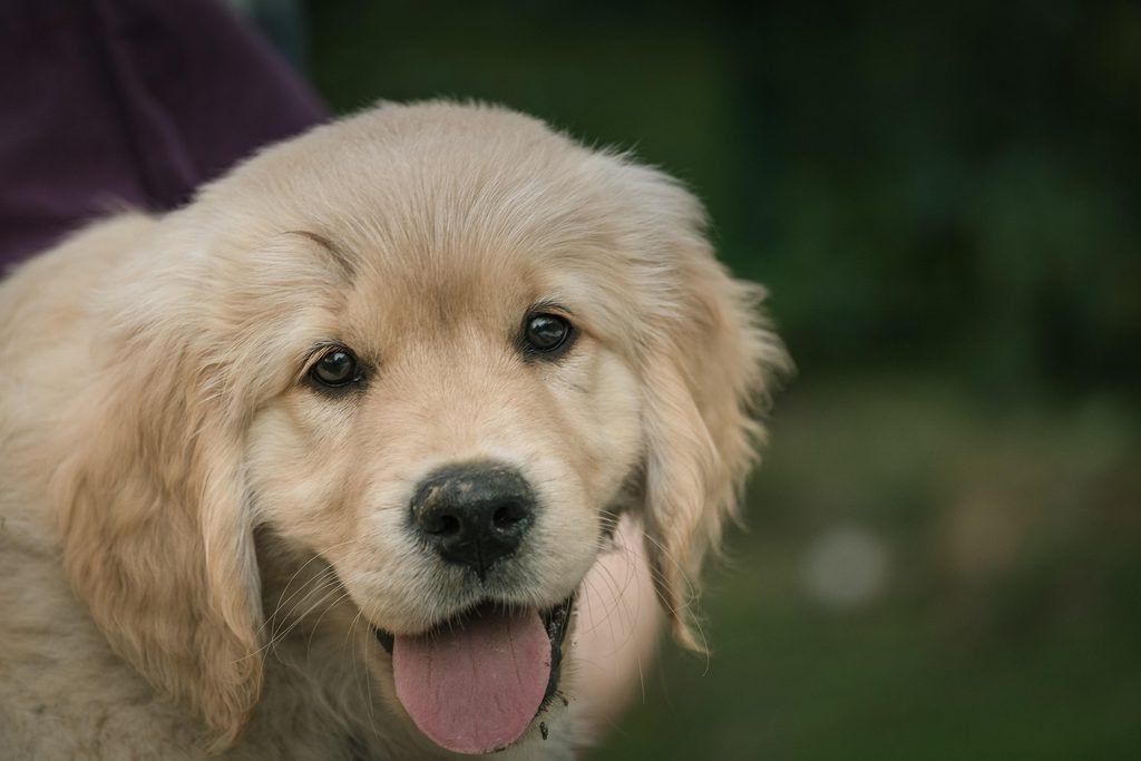 Filhote de Golden Retriever com sua nova família após uma escolha responsável
