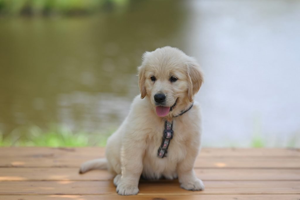 filhote de golden retriever saudavel e seguro