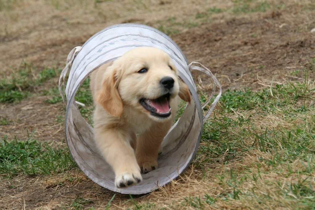 Filhote de Golden Retriever saudável em ambiente seguro e bem cuidado