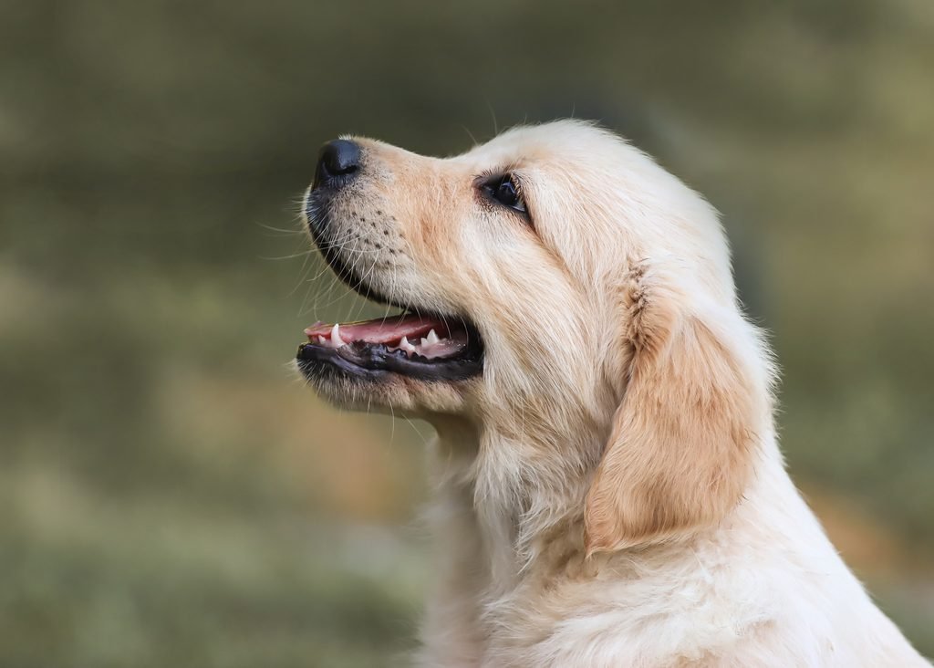 filhote de golden retriever em curitiba
